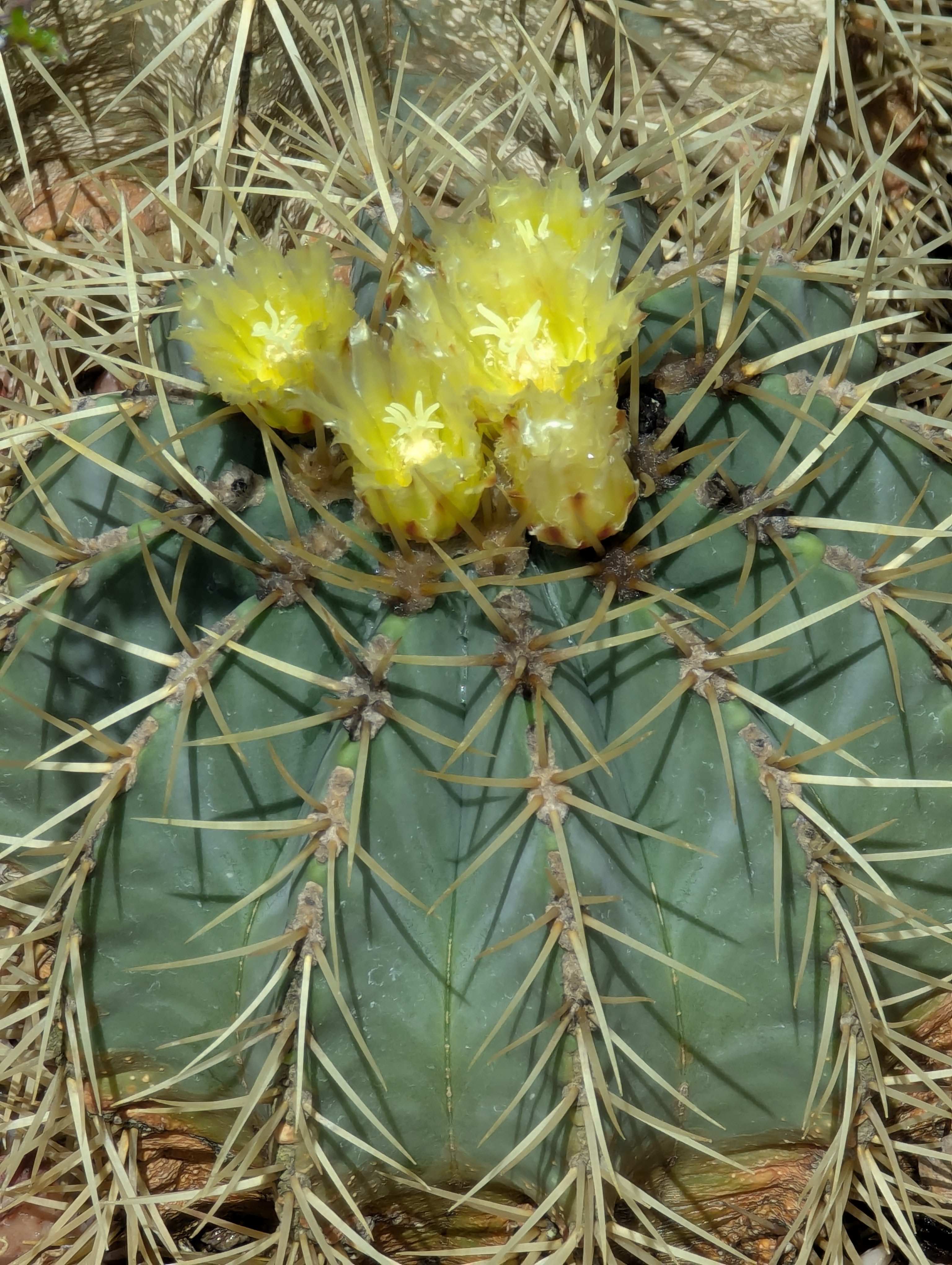 Birthday Trip to Canada, Edmonton, Pyramids, Muttart Observatory